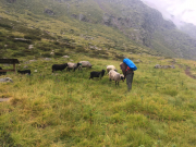 Ja es gibt auch Schafe in den Bergen