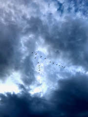 2019_08_02_Westhavelland_00084