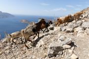 2023_10_08_Kalymnos_00212