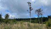 IMG_1781
