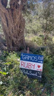 IMG_4415